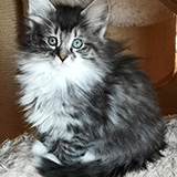 Electre, 7 weeks old