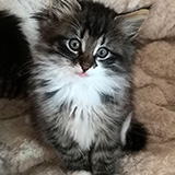 Evan, 7 weeks old