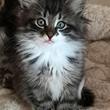 Evan, 7 weeks old