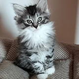 Eris, 7 weeks old