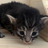 Faucett, 2 semaines et 3 jours