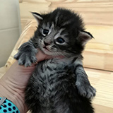 Faucett, 2 semaines et 3 jours
