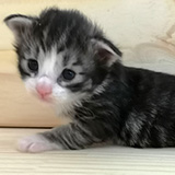 Fenwick, 2 semaines et 3 jours