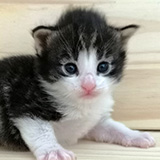 Figg, 2 semaines et 3 jours