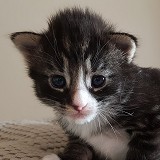 Floki, 2 semaines et 3 jours