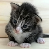 Floki, 2 semaines et 3 jours