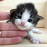 Fendi, 2 semaines et 3 jours