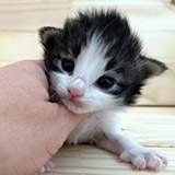 Fendi, 2 semaines et 3 jours