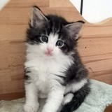 Figg, 5 semaines