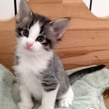 Fluffy, 5 semaines