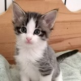 Fluffy, 5 semaines