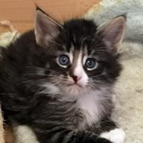 Floki, 5 semaines