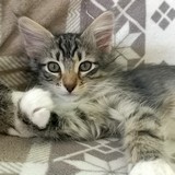 Faye, 11 weeks old