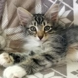 Faye, 11 weeks old
