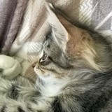 Faye, 11 weeks old