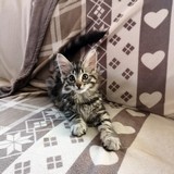 Fenja, 11 weeks old
