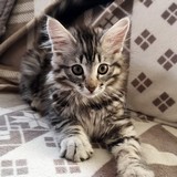 Fenja, 11 weeks old