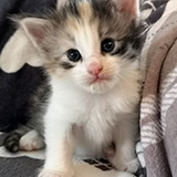 Faery Tale, 3 weeks old
