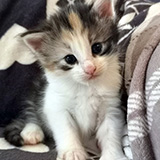 Faery Tale, 3 weeks old