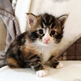 Falbala, 3 weeks old