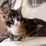 Falbala, 3 weeks old