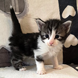 Falcon, 3 weeks old