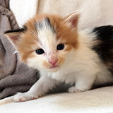 Fire and Ice, 3 weeks old