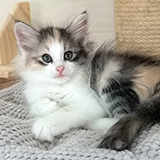 Faery Tale, 7 weeks old