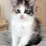 Faery Tale, 7 weeks old