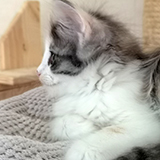 Faery Tale, 7 weeks old