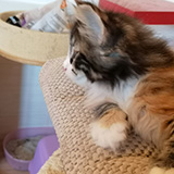Falbala, 7 weeks old
