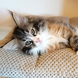Falbala, 7 weeks old