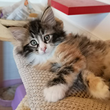 Falbala, 7 weeks old