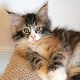 Falbala, 7 weeks old