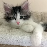 Falcon, 7 weeks old