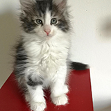 Falcon, 7 weeks old