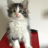 Falcon, 7 weeks old