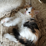 Fire and Ice, 7 weeks old