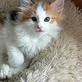 Fire and Ice, 7 weeks old