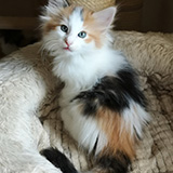 Fire and Ice, 7 weeks old