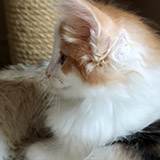 Fire and Ice, 7 weeks old