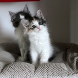 Faery Tale, 8 weeks old