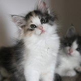 Faery Tale, 8 weeks old