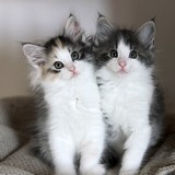 Faery Tale, 8 weeks old