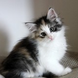 Faery Tale, 8 weeks old