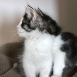 Faery Tale, 8 weeks old