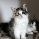 Faery Tale, 8 weeks old