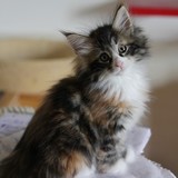 Falbala, 8 weeks old