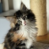 Falbala, 8 weeks old