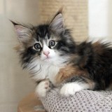 Falbala, 8 weeks old